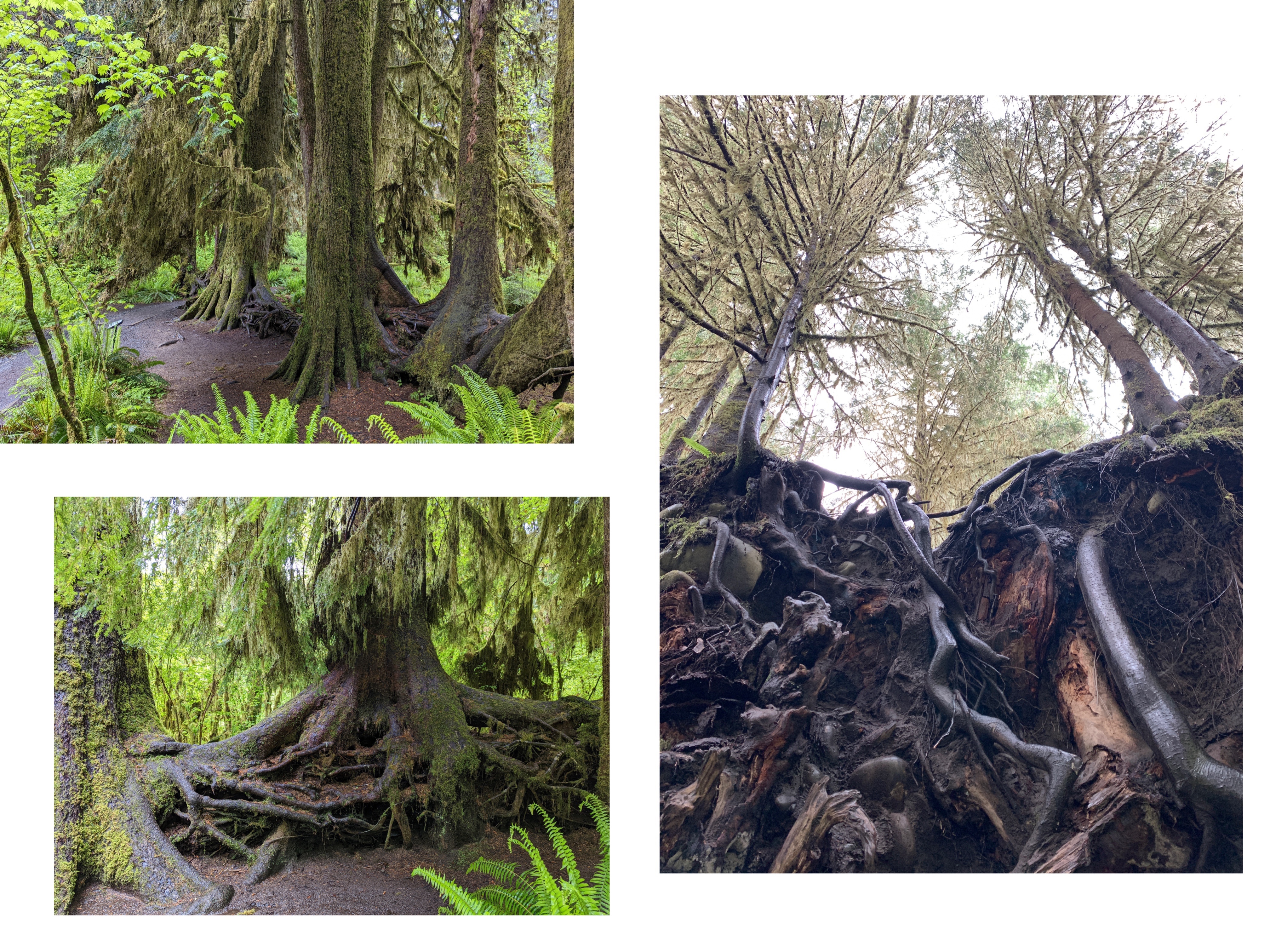 Interesting tree roots on nurselogs!