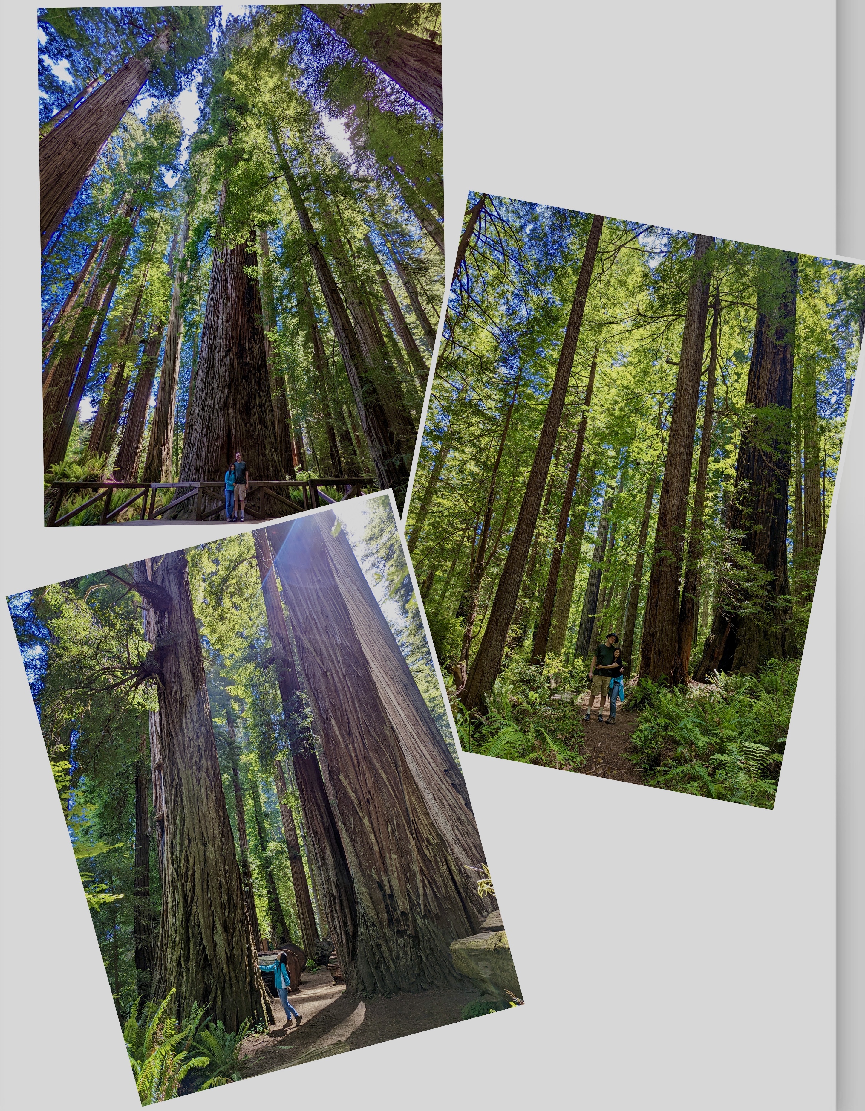 Wherever we go in the park, giant trees are around